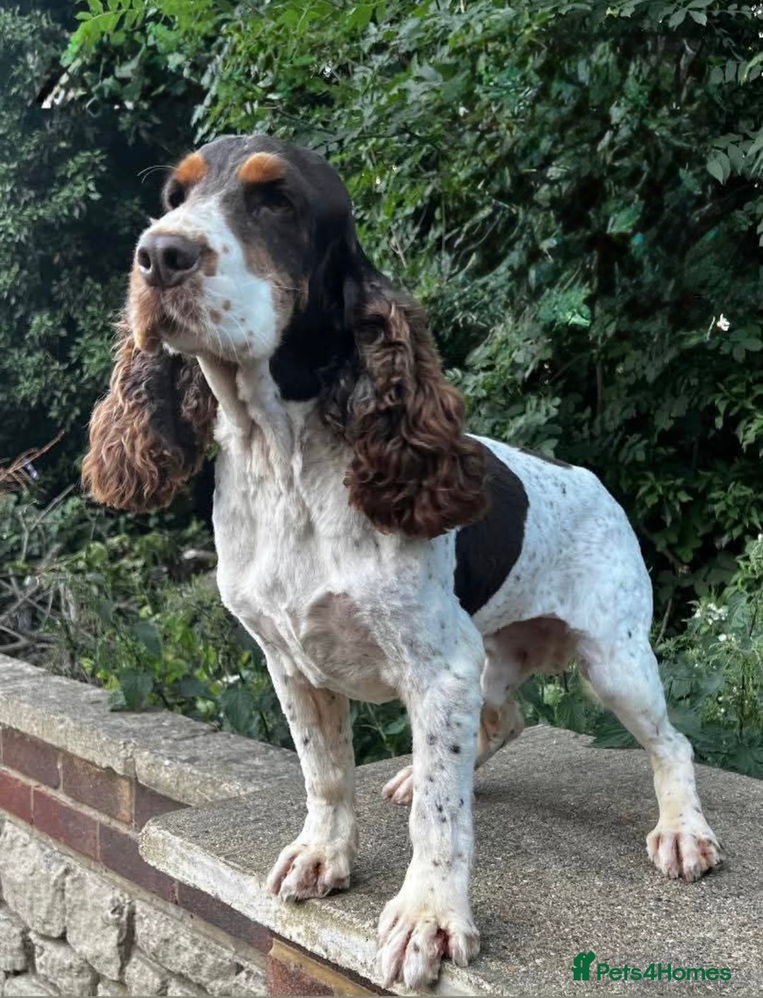 Cocker Spaniel dogs for sale: Kc Show type Cocker Spaniels  - Advert 3