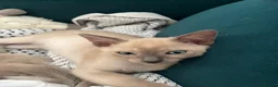 Tonkinese cats for sale: Tonkinese blue male tcr - Advert 11