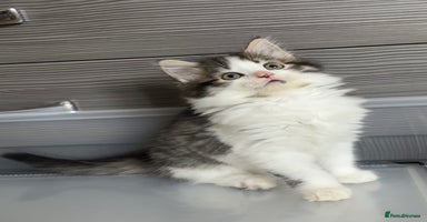 British Longhair cats - Advert 9