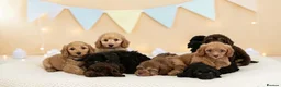 Cavapoo dogs for sale: DNA health tested Beautiful F1b Cavapoos - Advert 1