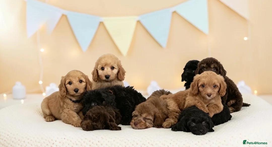 Cavapoo dogs for sale: DNA health tested Beautiful F1b Cavapoos - Advert 1