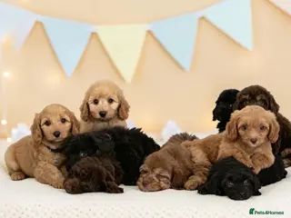 Cavapoo dogs DNA health tested Beautiful F1b Cavapoos - Advert 2