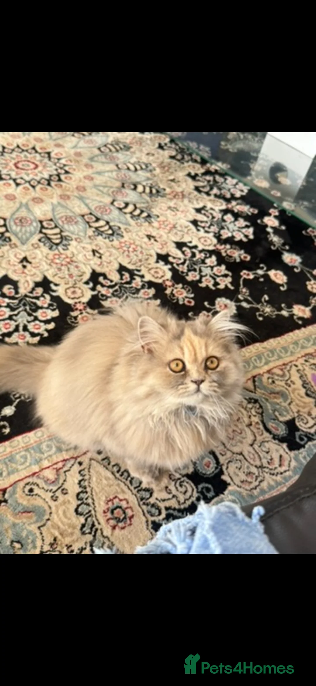 Persian cats for sale: Pure bred beautiful persian kittens  - Advert 19