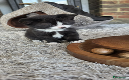 Domestic Shorthair cats for sale: 6 black and white Semi-Domestic kittens - Image 17
