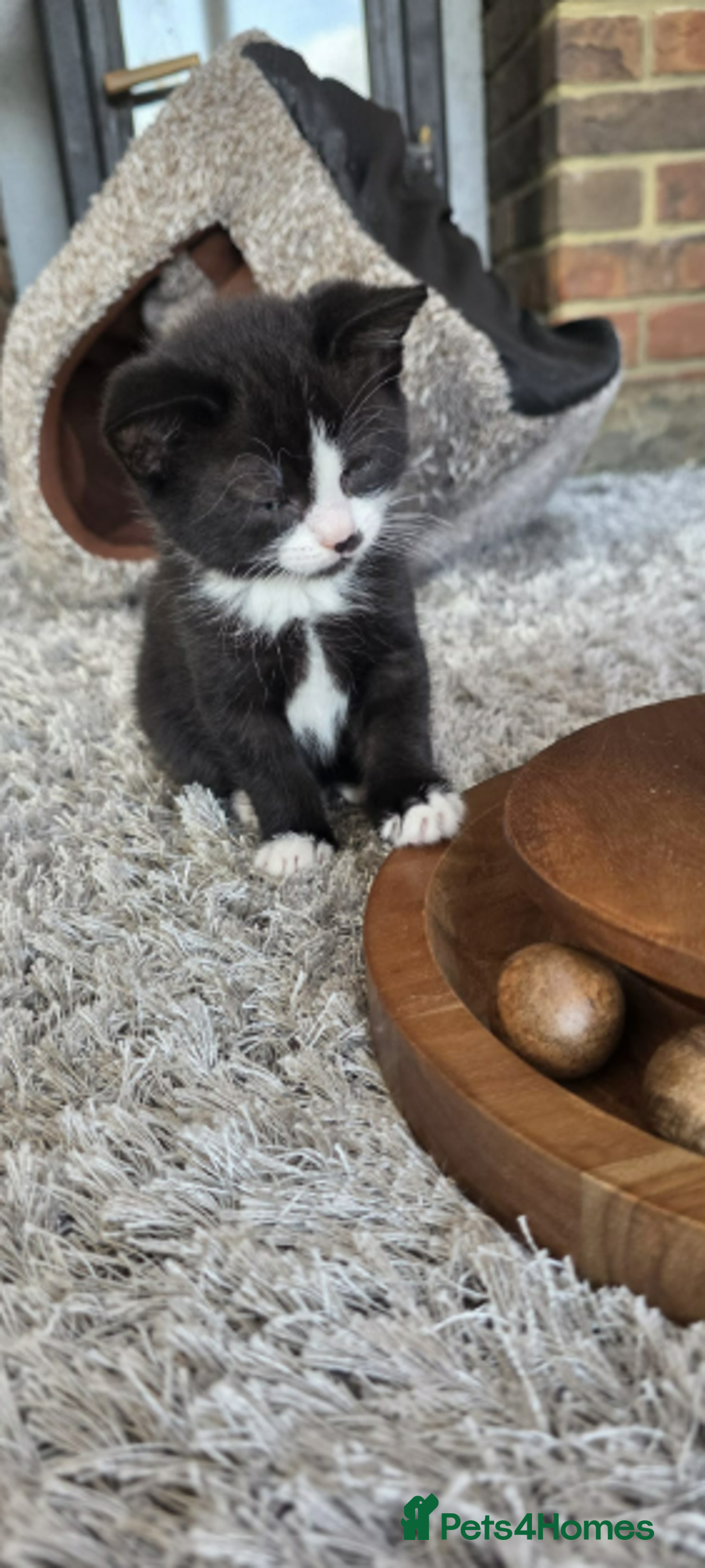 Domestic Shorthair cats for sale: 6 black and white Semi-Domestic kittens - Image 17