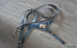 French Bulldog dogs for sale: Blue french bulldog  - Image 4