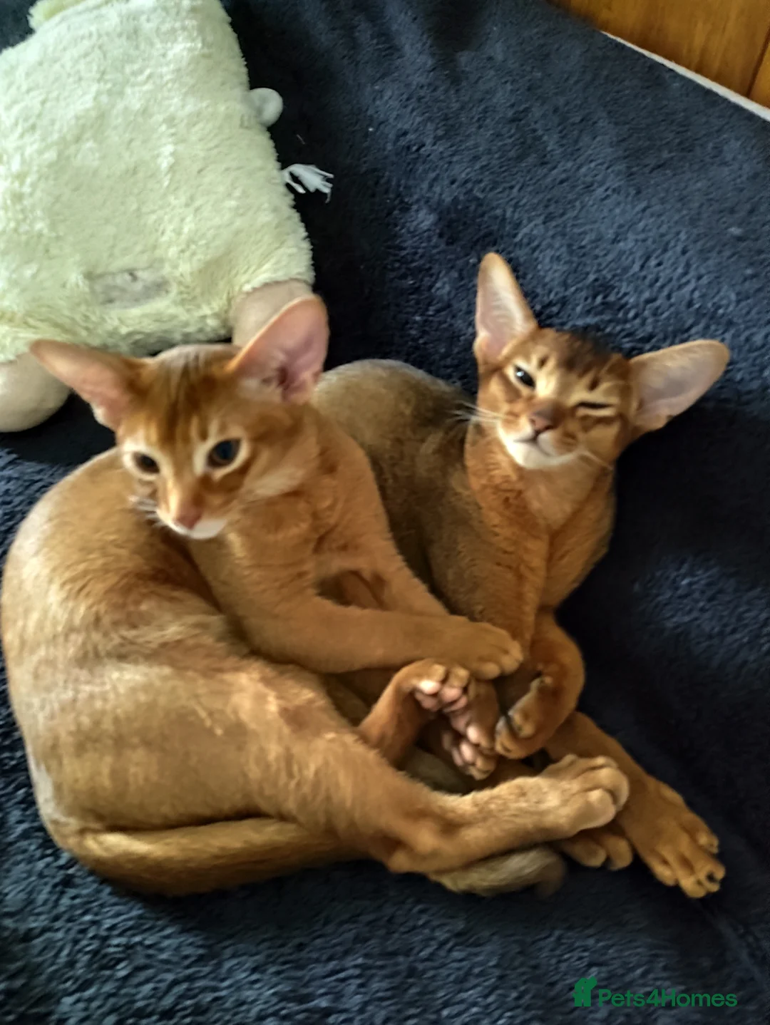 Abyssinian cats for sale: Beautiful Abyssinian Kittens 🐈 - Advert 1