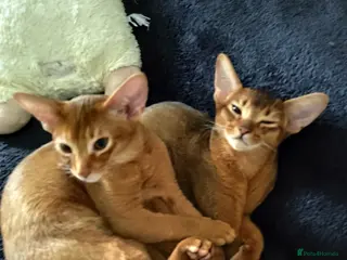 Abyssinian cats Beautiful Abyssinian Kittens 🐈 - Advert 12