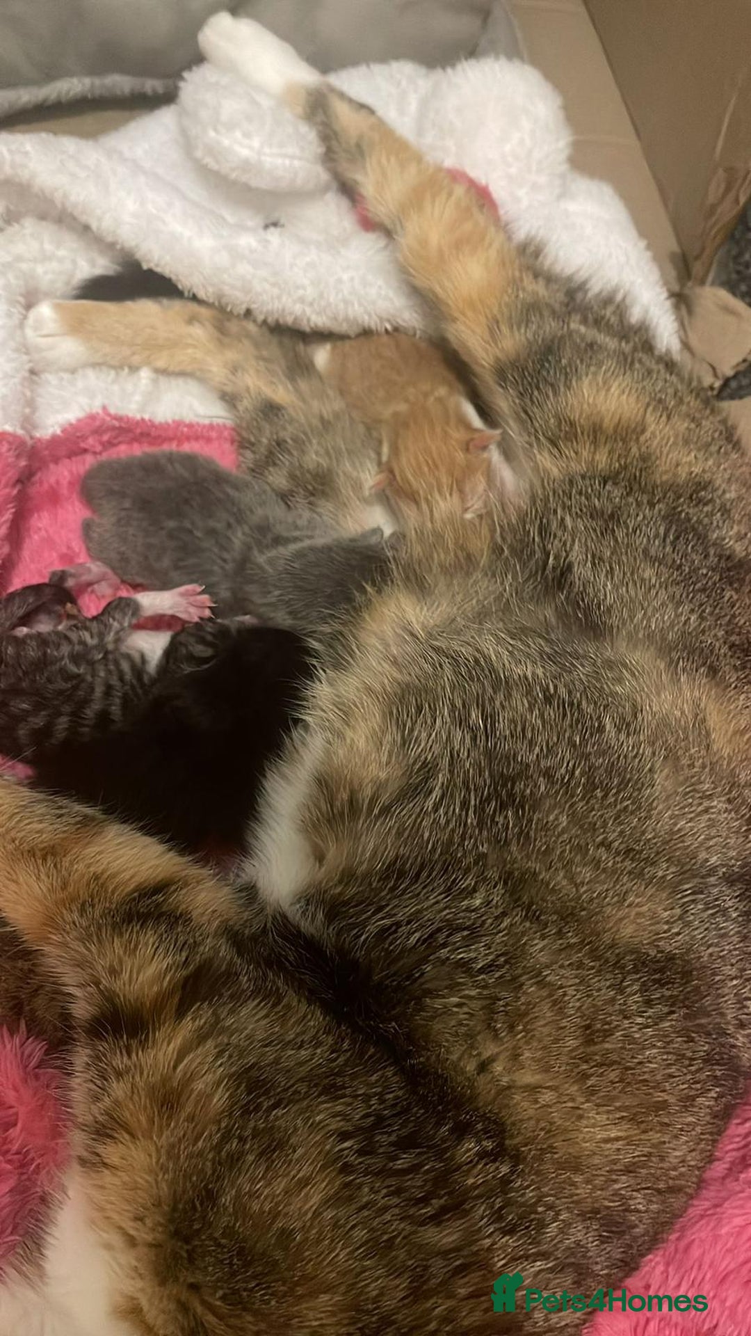 British Shorthair cats for sale: Cute British X kittens - Advert 2