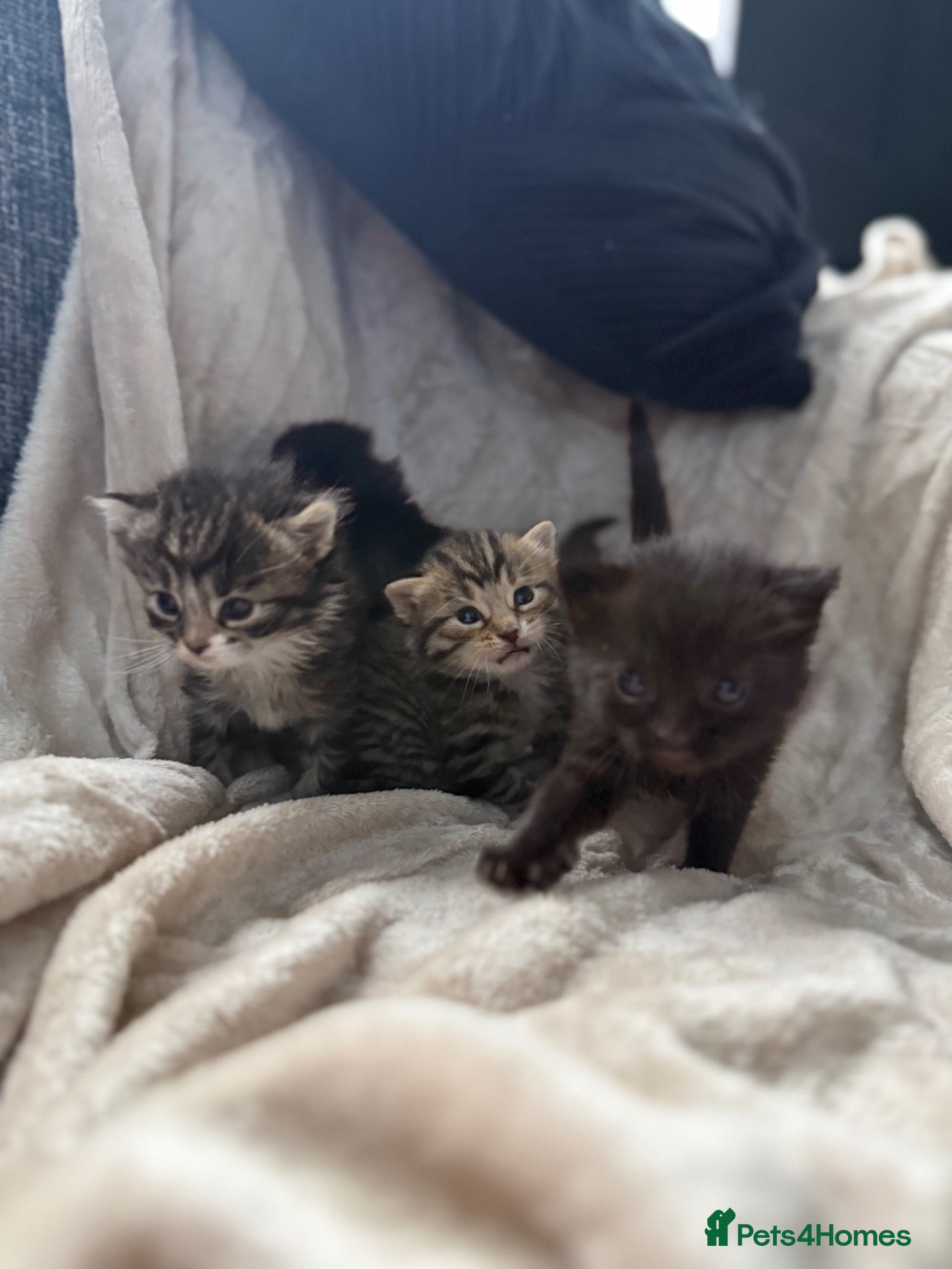 Mixed Breed cats ✨🐾 GORGEOUS KITTENS LOOKING FOR A FOREVER HOME - Advert 1
