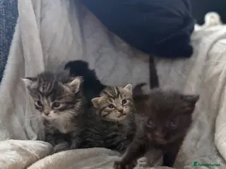Mixed Breed cats ✨🐾 GORGEOUS KITTENS LOOKING FOR A FOREVER HOME - Advert 1
