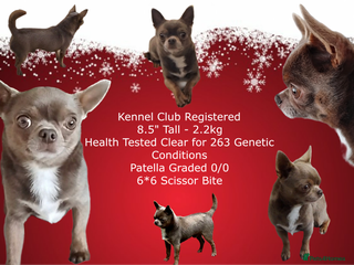 Chihuahua dogs KC reg - Health tested - PROVEN - Advert 2