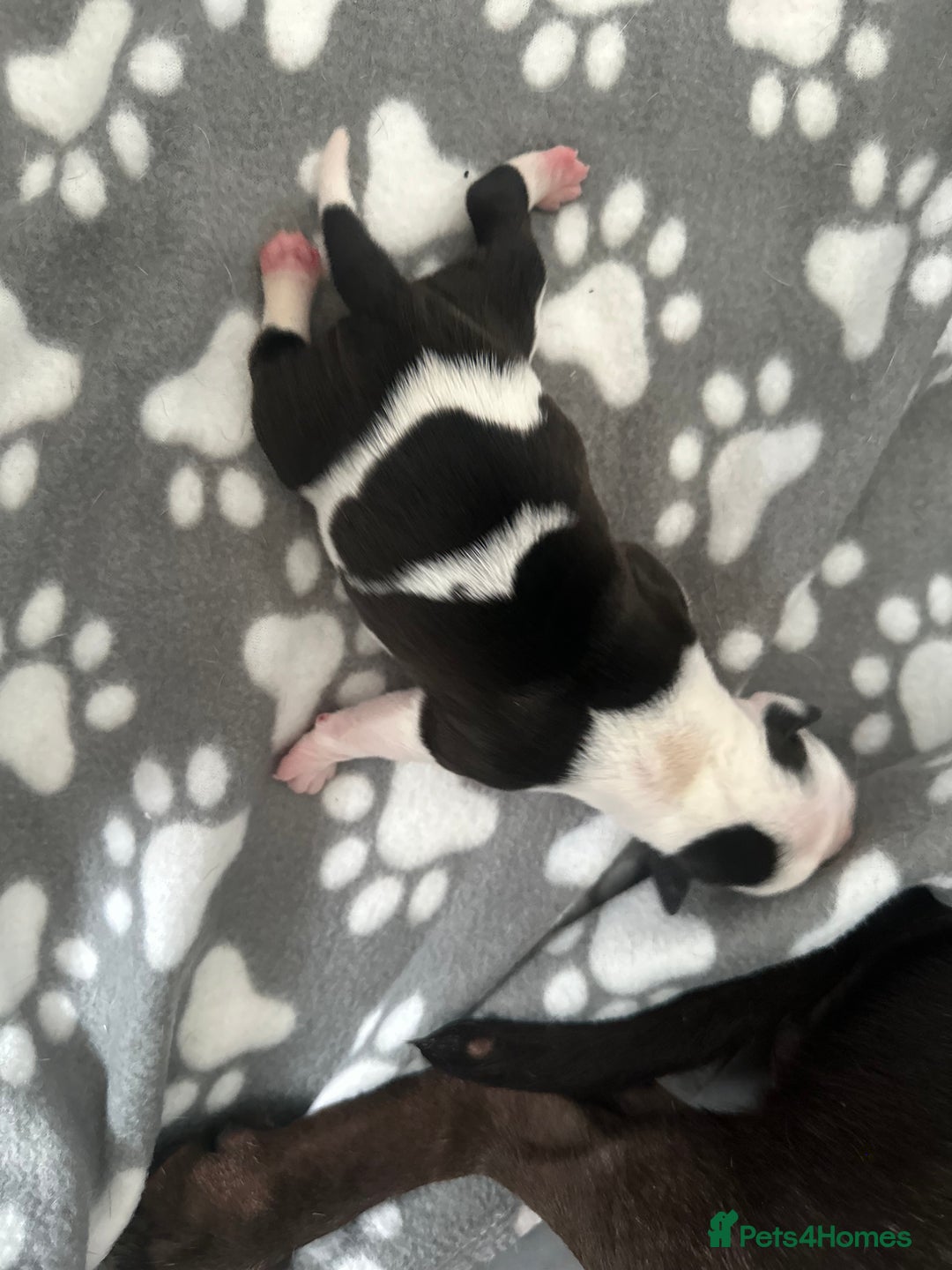 Mixed Breed dogs for sale: StaffyXAmerican bulldog puppies  - Image 2