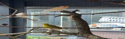 Mixed Breed birds for sale: Birds - conures and canaries  - Advert 2