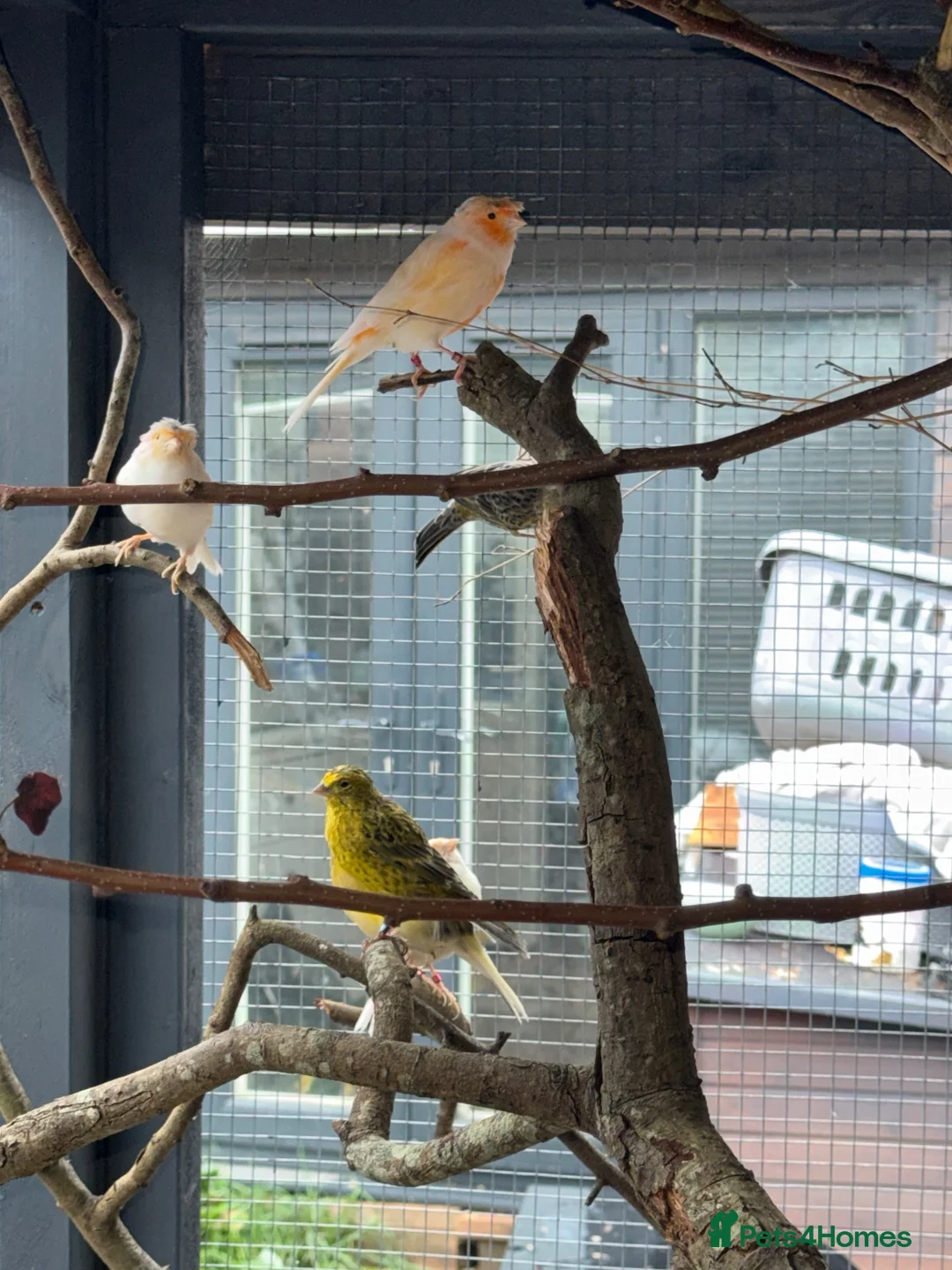 Mixed Breed birds for sale: Birds - conures and canaries  - Advert 2