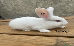 Continental Giant rabbits for sale: Pure bred continental giants - Image 2
