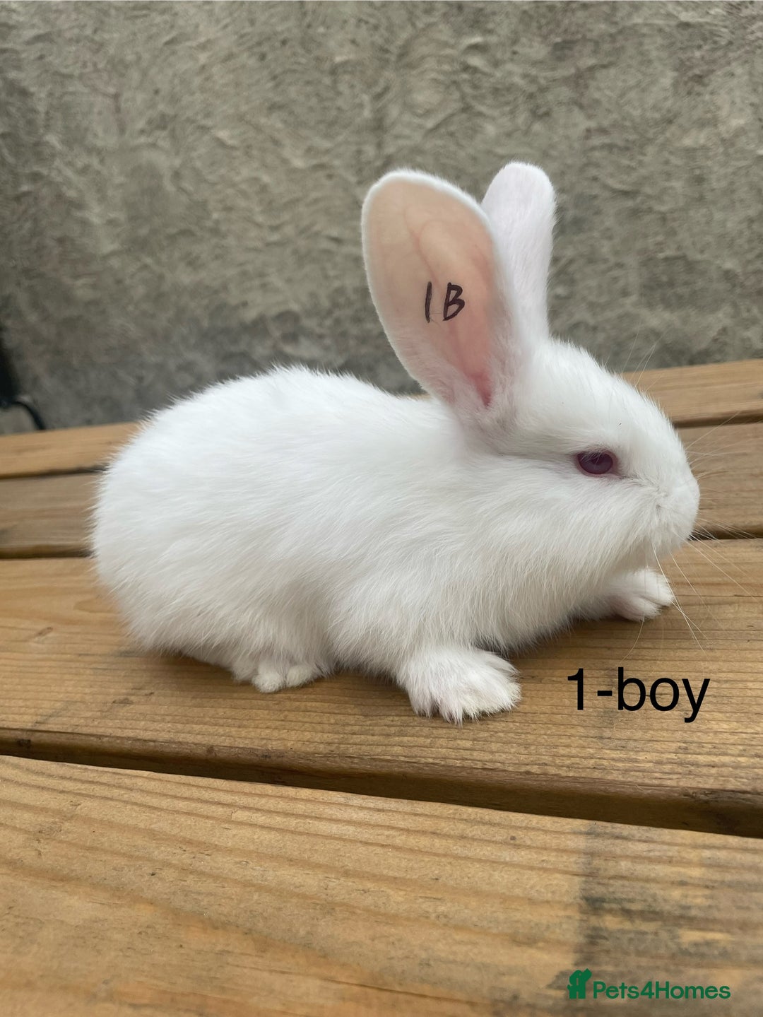 Continental Giant rabbits for sale: Pure bred continental giants - Image 2