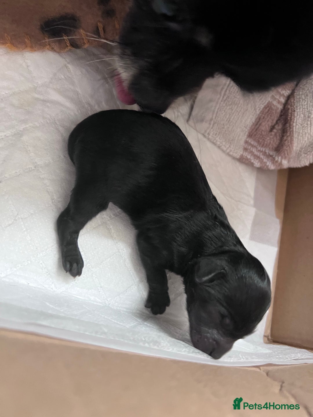 Toy Poodle dogs for stud: Red Toy Poodle for STUD KC Registered in Dudley - Advert 7