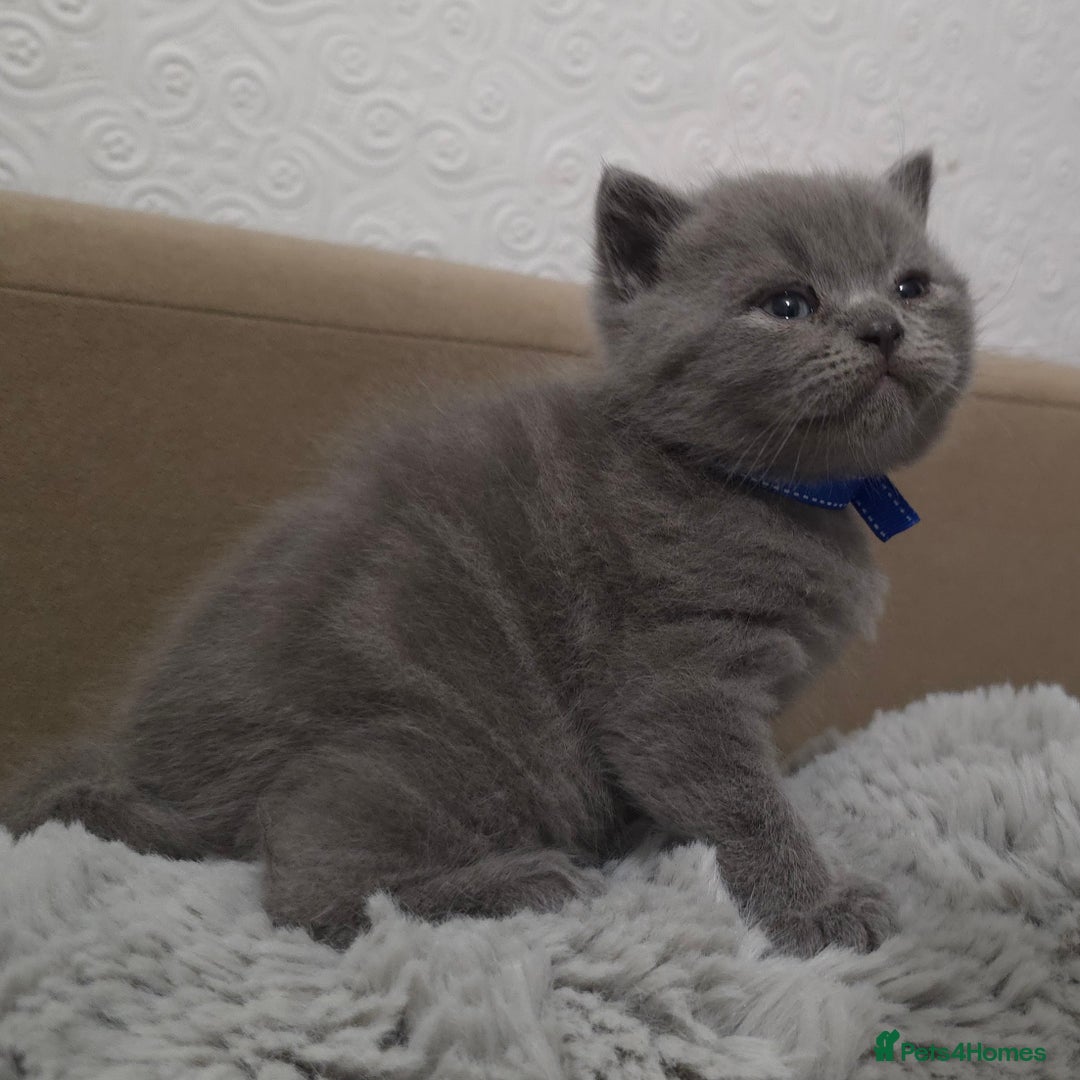 British Shorthair cats for sale: Beautiful BSH Kittens  - Advert 18