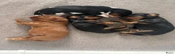 Cavalier King Charles Spaniel dogs for sale: Absolutely Beautiful King Charles Cavaliers  in Chessington - Advert 8