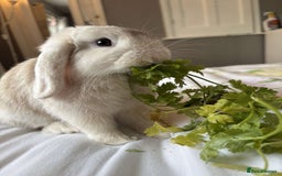 Mini Lop rabbits for sale: Mini Lop - Princess  - Image 2