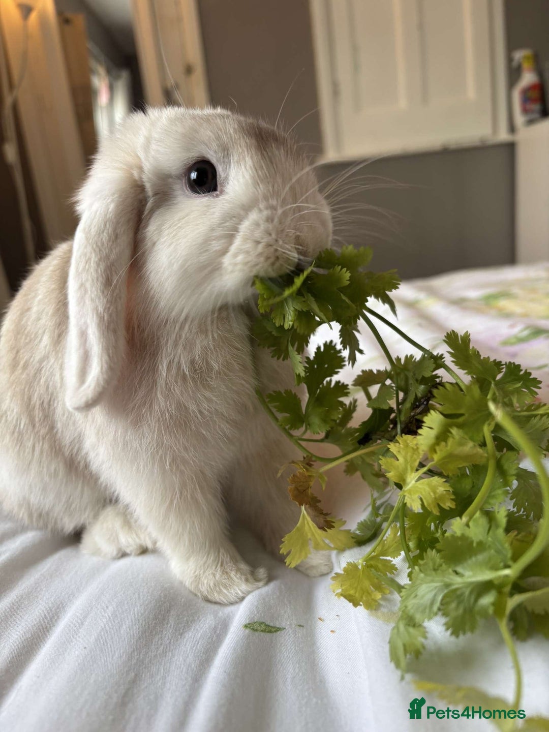 Mini Lop rabbits for sale: Mini Lop - Princess  - Image 2
