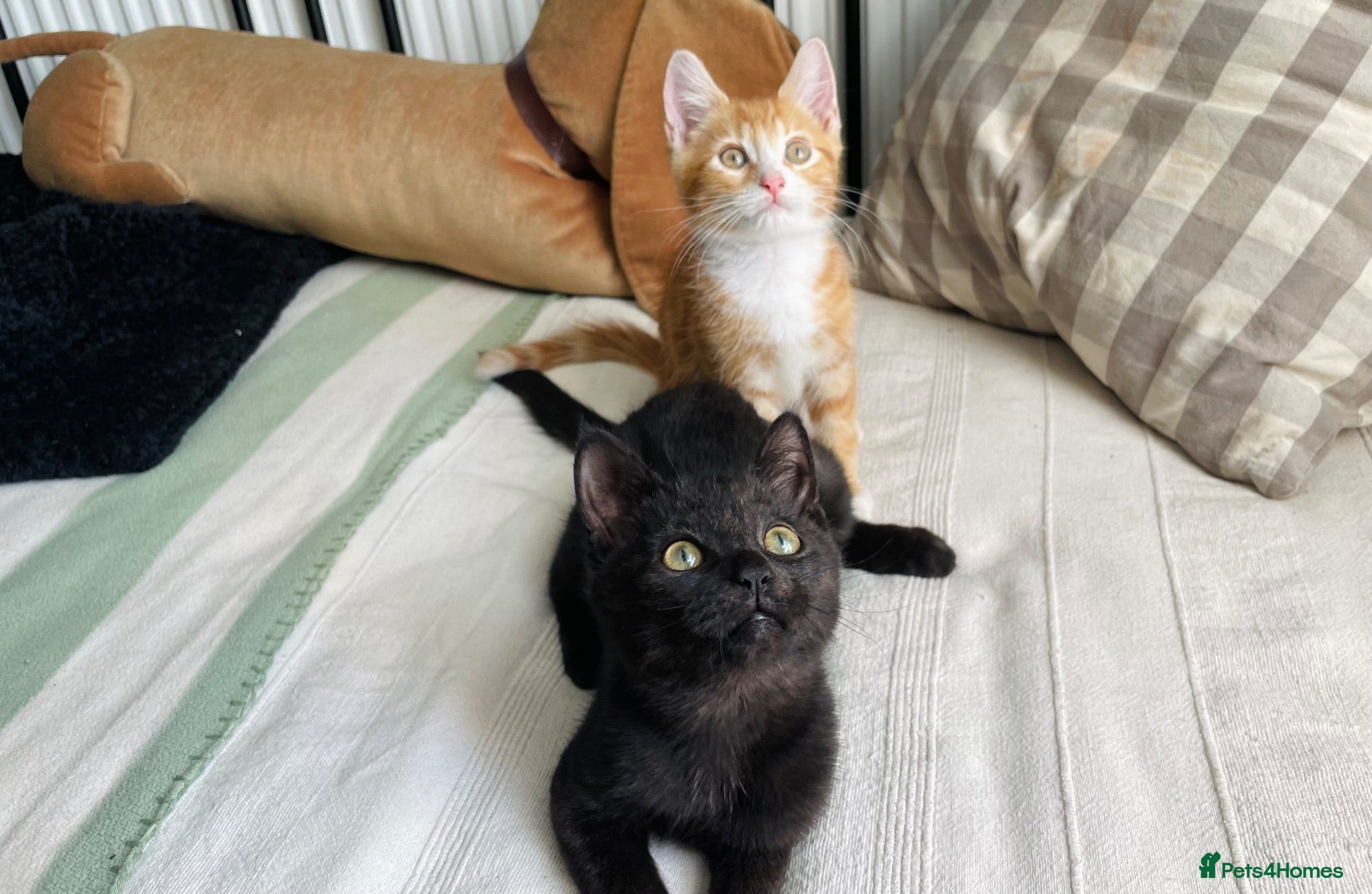 Domestic Shorthair cats Marshmallow & Rowan, 11-12wks - Advert 9