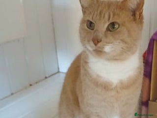 Mixed Breed cats MILLY - Advert 1