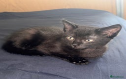 Mixed Breed cats for sale: Ragdoll/khao manne ready for their new homes - Image 5