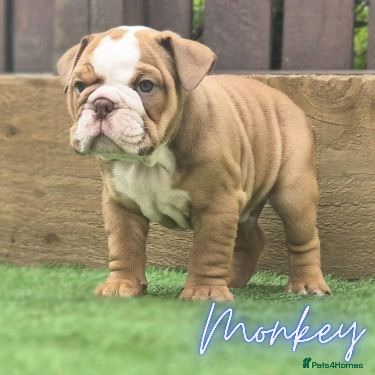 English Bulldog dogs Exceptional KC Registered British Bulldog Puppies - Advert 1