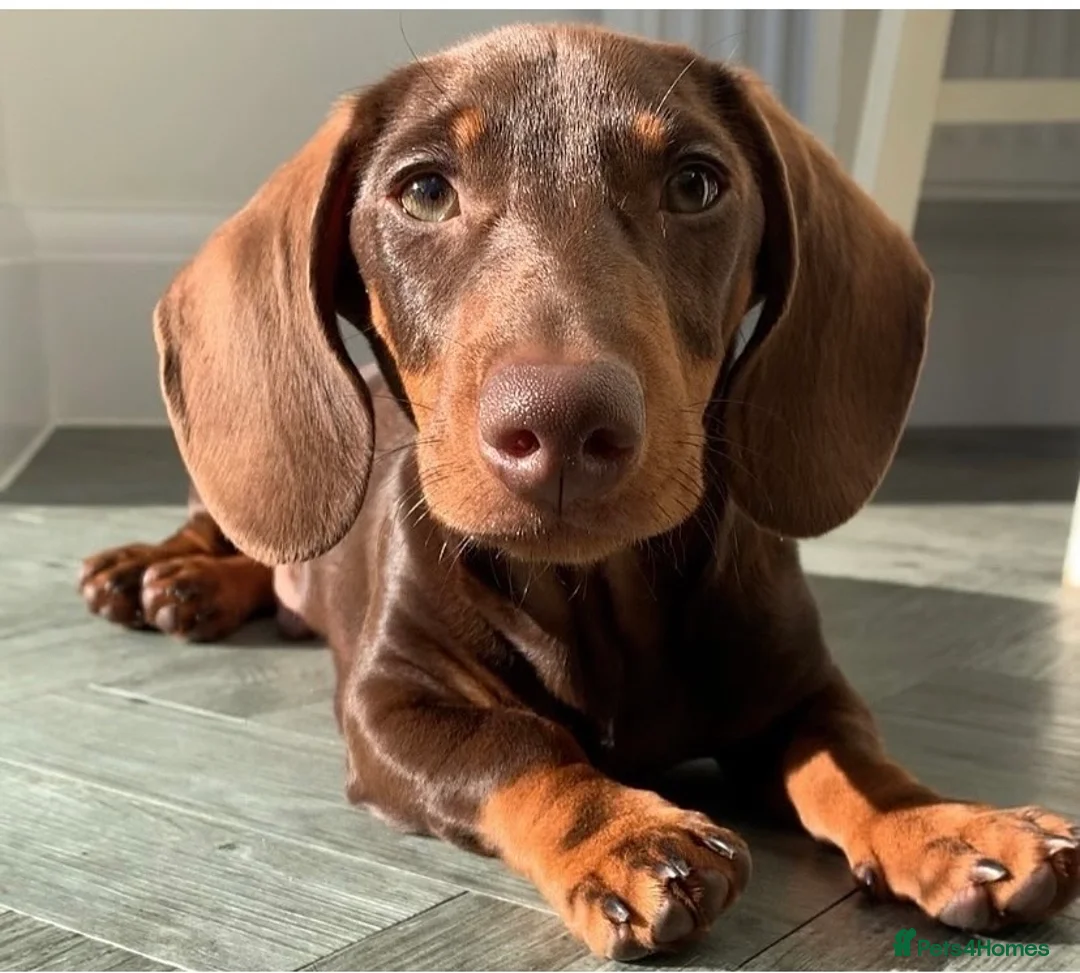 Dachshund dogs for stud: Proven Choc and Tan Dachshund for Stud in Swindon - Advert 3