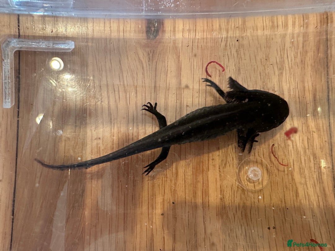 Other/Mixed Breed fish for sale: Young Axolotls for sale - Image 8