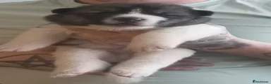 Akita 1