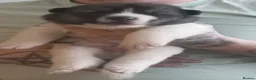 Akita dogs for sale: Akita pups  in Nottingham - Advert 2