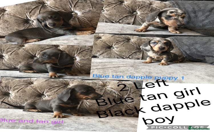 Miniature Dachshund dogs - Advert 6