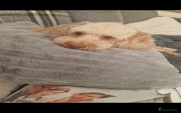 Cockapoo dogs for sale: Miniature cockapoo  - Image 3