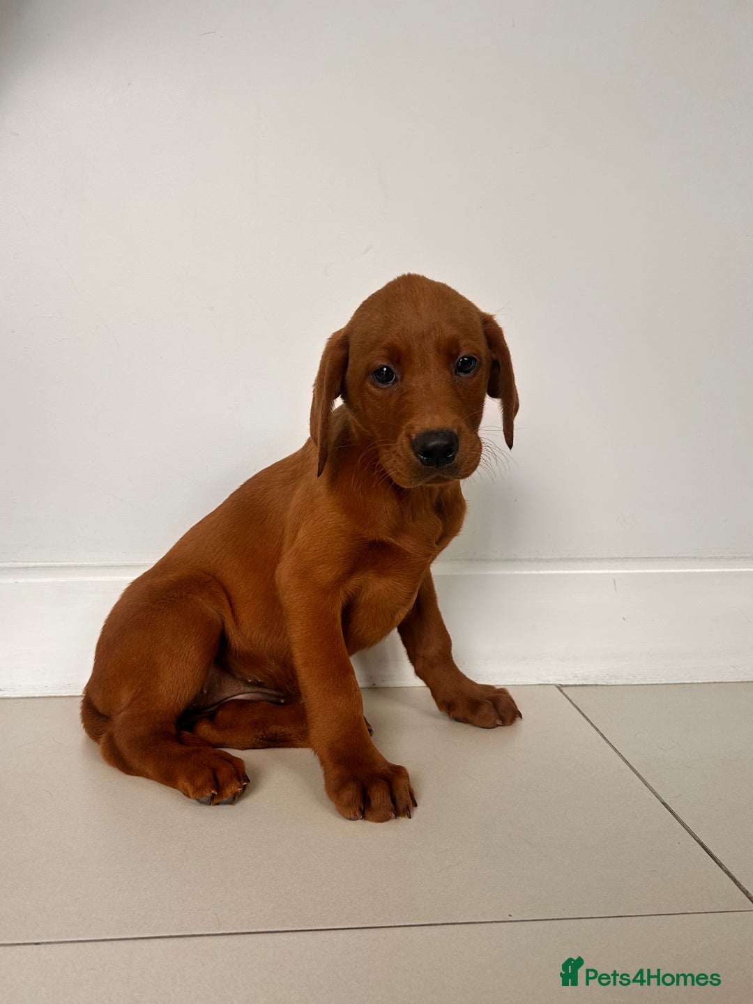Labrador Retriever dogs for sale: Darkest Fox Red Labrador Puppies  - Image 4