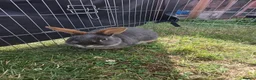 Mixed Breed rabbits for sale: Rabbits for rehome - Advert 6