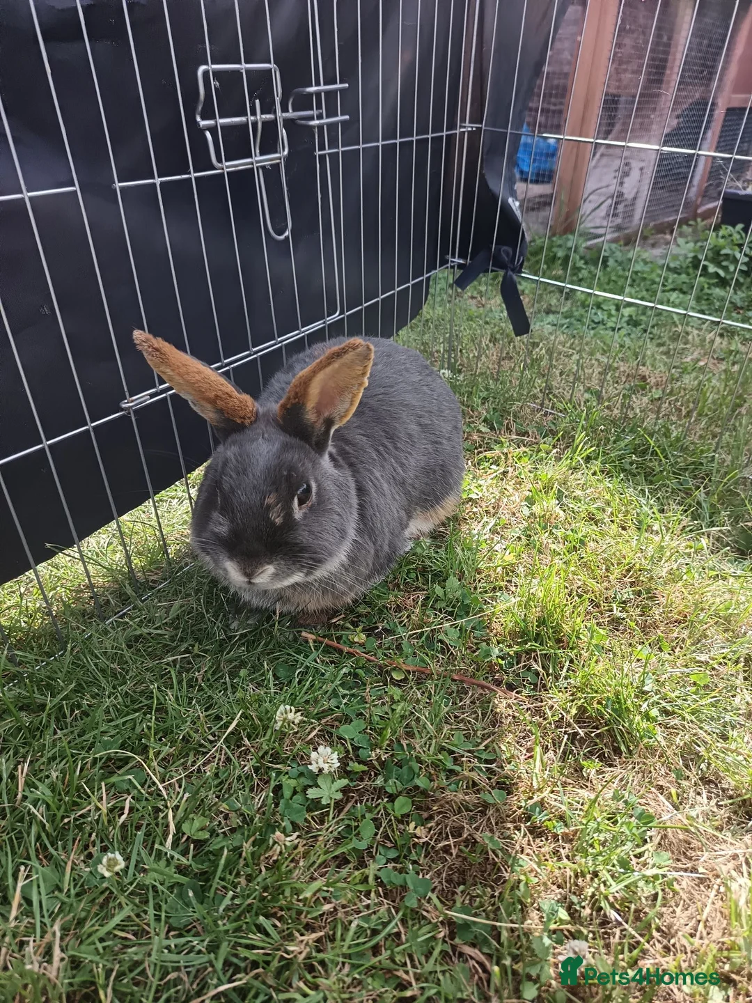 Mixed Breed rabbits for sale: Rabbits for rehome - Advert 6