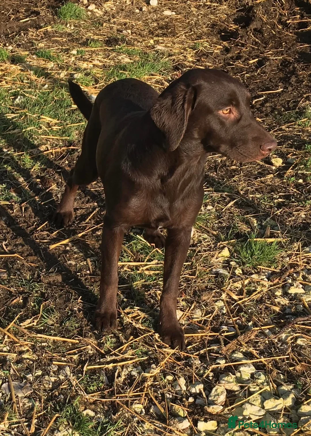 Labrador Retriever dogs for sale: 5 year old chocolate Labrador bitch  - Advert 3