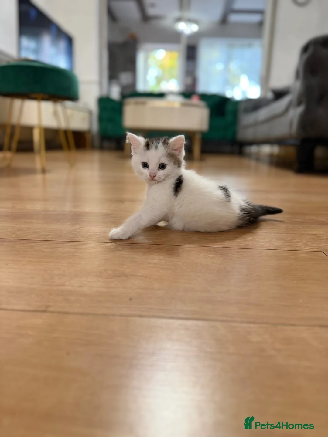 Mixed Breed cats for sale: Beautiful Scottish fold mix kittens 3 girls - Advert 12