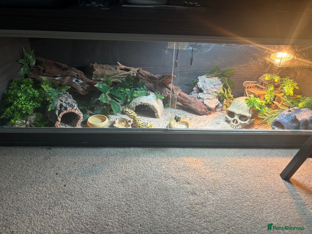 Gecko reptiles for sale: 🦎 Leopard Gecko  - Advert 7