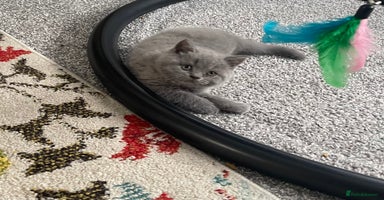 British Shorthair cats 💕Pure BSH Kittens – Family Raised, Ready NOW - Advert 1