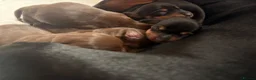 Miniature Dachshund dogs for sale: Miniature dachshund puppies - Advert 29