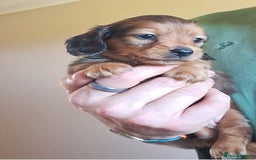 Miniature Dachshund dogs for sale: KC Mini Long Haired Dachsunds - Image 3