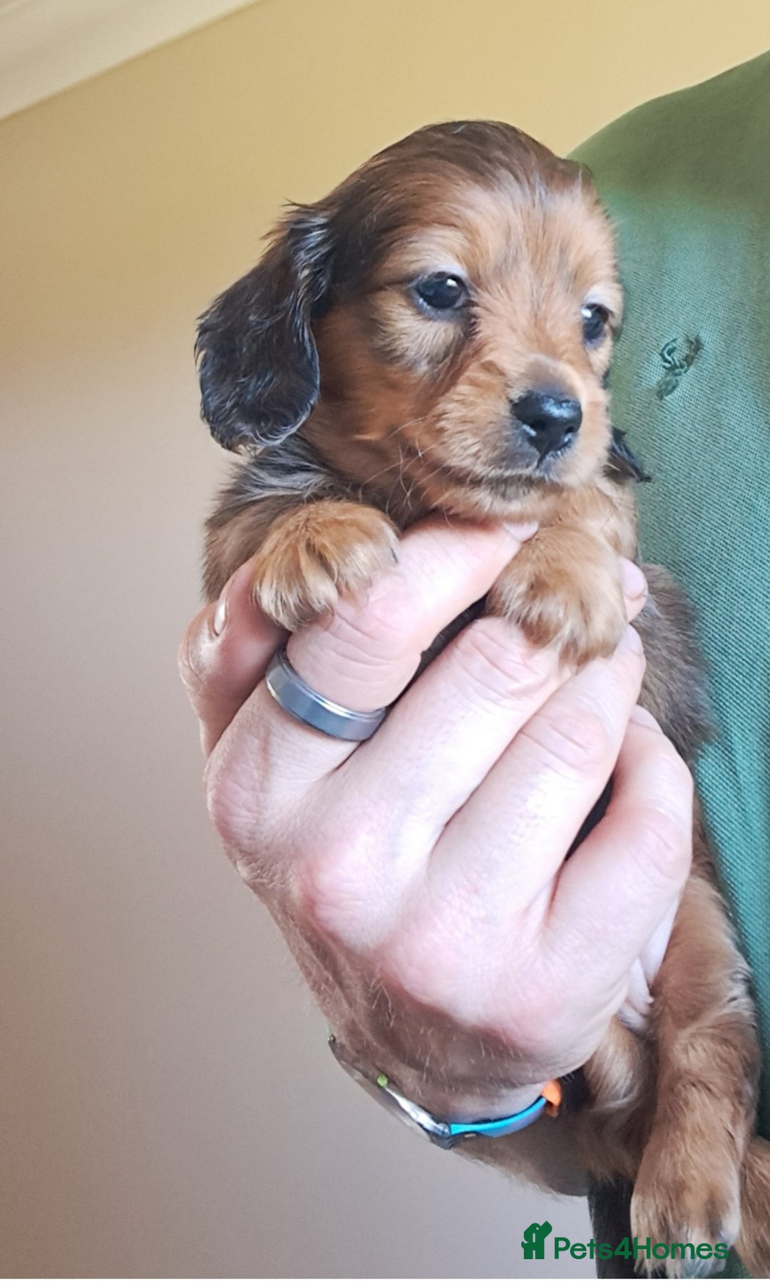 Miniature Dachshund dogs for sale: KC Mini Long Haired Dachsunds - Image 3
