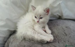 Ragdoll cats for sale: Ready in a week! Stunning Rare Ragdoll babies! - Image 7