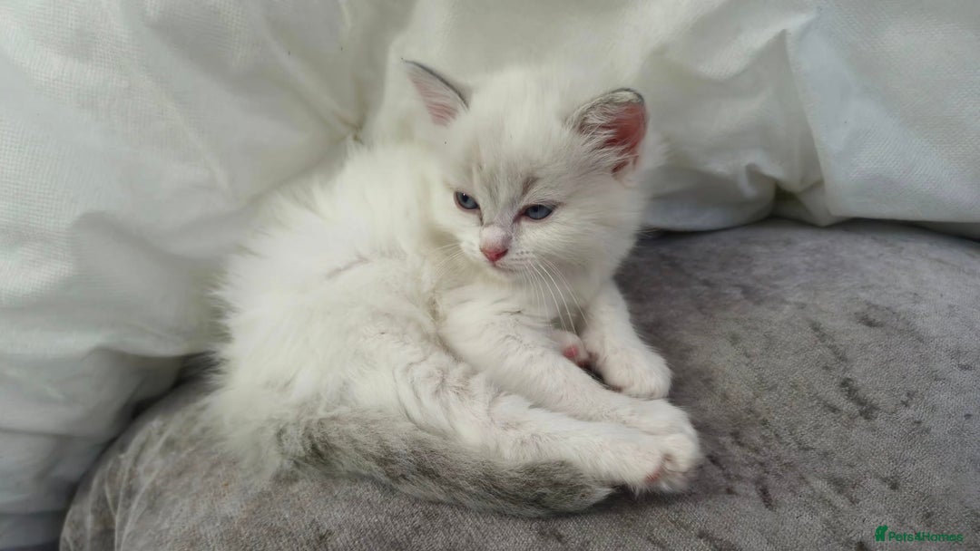 Ragdoll cats for sale: Ready in a week! Stunning Rare Ragdoll babies! - Image 7