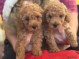 Toy Poodle dogs KC Registered Toy Poodles, Ready 4 Forever Homes! - Advert 1