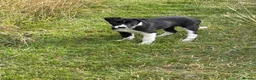 Border Collie dogs for sale: Working Collies - Advert 5